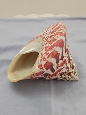 Decorative Red and White Sea Shell Accent